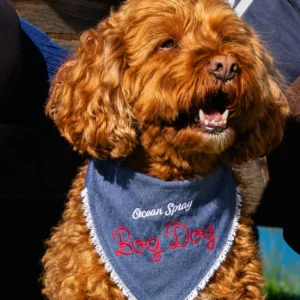 Curly-haired dog wearing a denim Bog Dog bandana with Ocean Spray embroidery